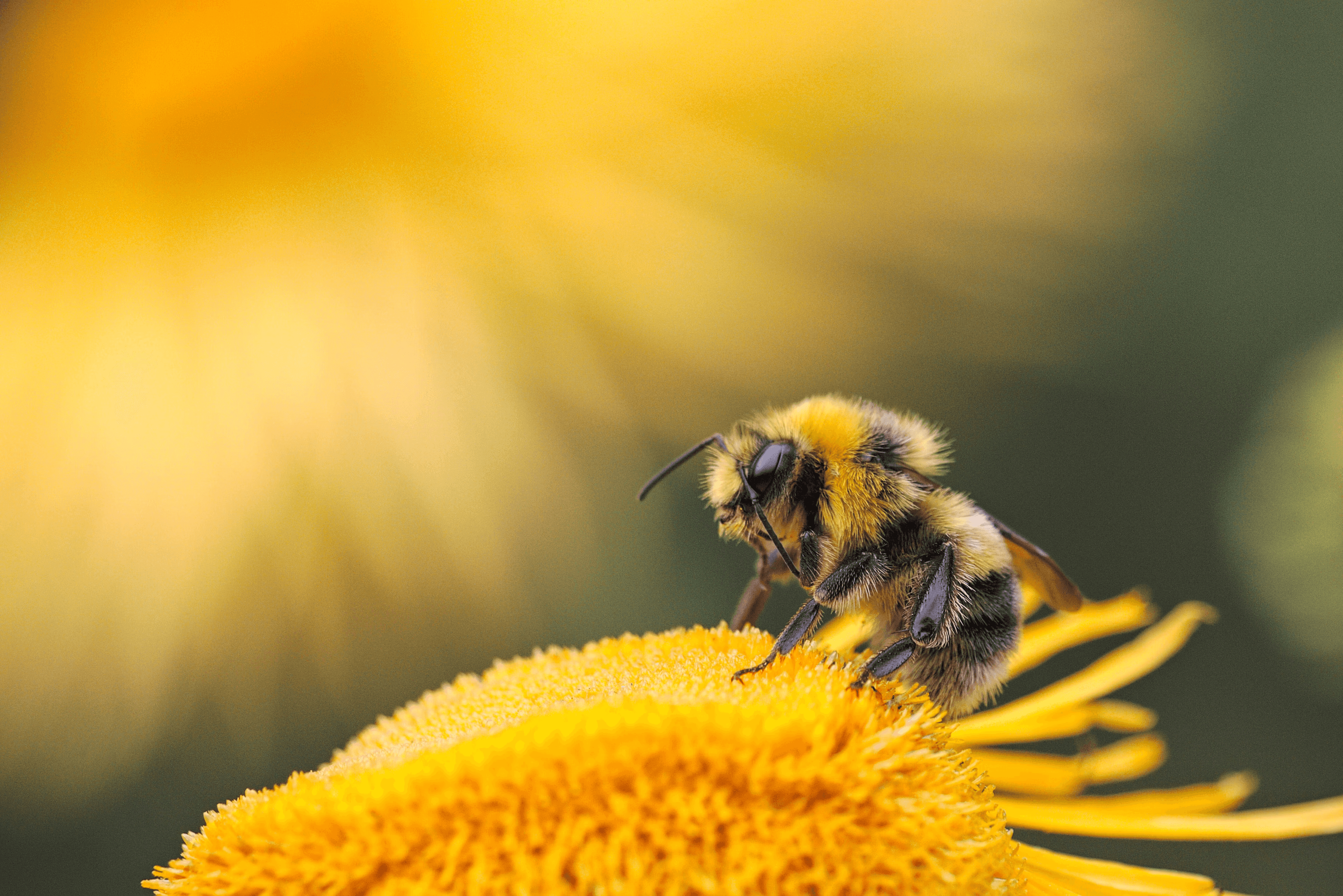 Welcome to BeeMachine